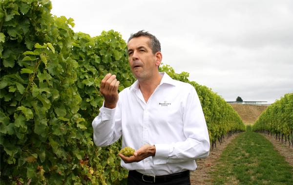 Patrick Materman Brancott Estate chief winemaker tasting Marlborough Sauvignon Blanc grapes at Brancott Vineyard